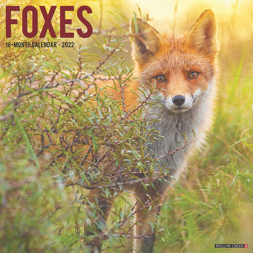 Willow Creek Press Foxes 2022 Wall Cal Oriental Trading