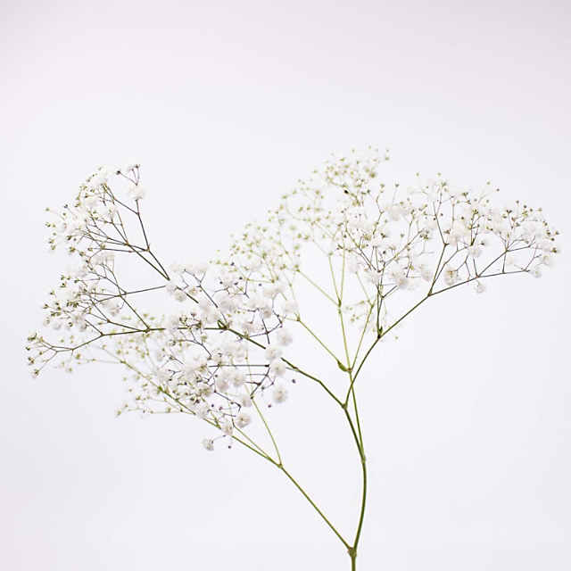 30 pcs Silk Babys breath for Bridal Bouquet White Babysbreath