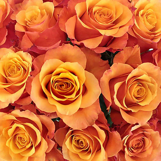 orange pink roses