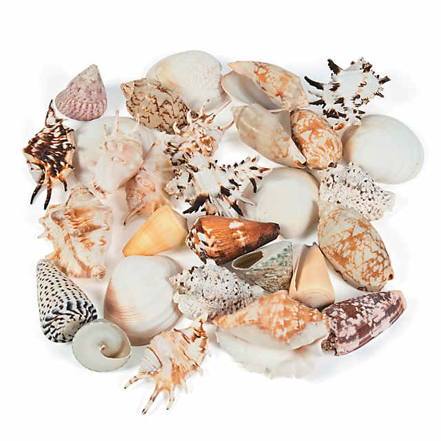 Mega Sea Shell Assortment