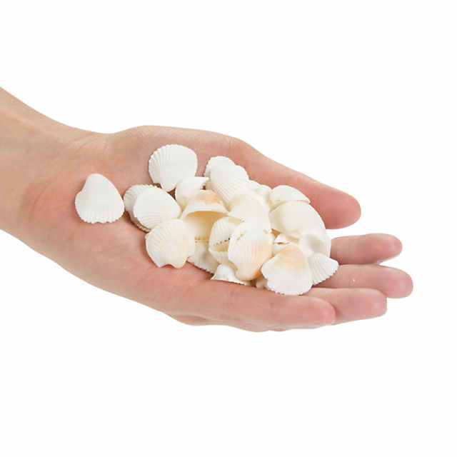 Small Tiny Sea Shells White Clam Bulk Natural Seashell for DIY Craft Home  Decor Vase Fillers…