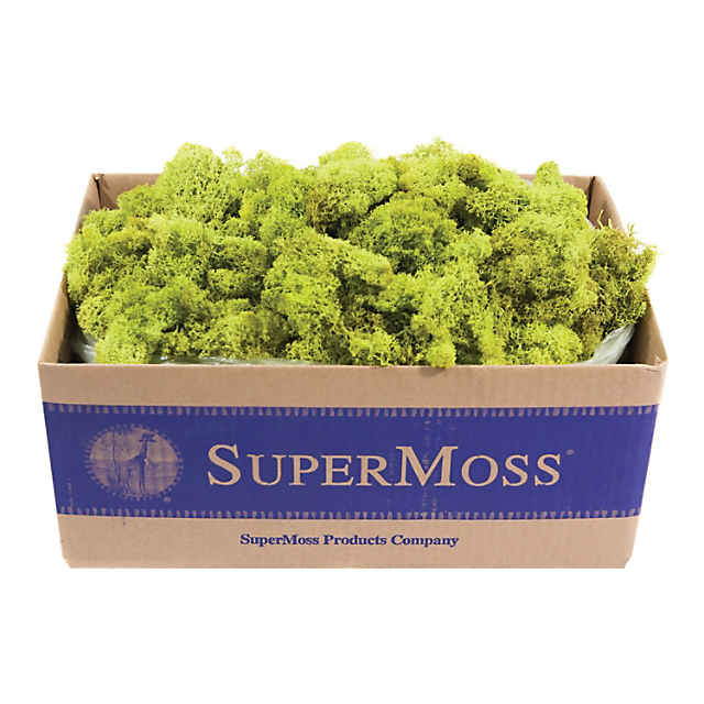 Super Moss Preserved Reindeer Moss 3lb-Chartreuse Green