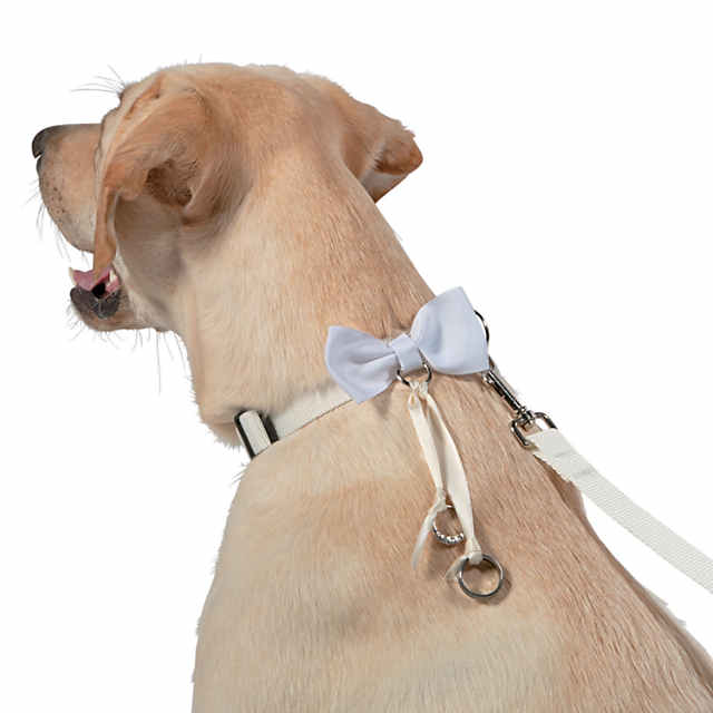 White Ring Bearer Dog Collar and Leash