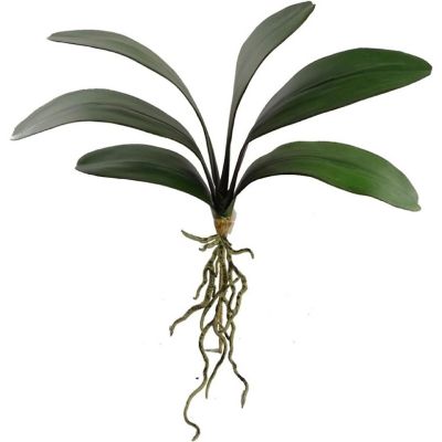 12-Pack: 21" Phalaenopsis Orchid Foliage Image 1