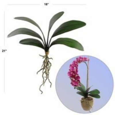 12-Pack: 21" Phalaenopsis Orchid Foliage Image 1