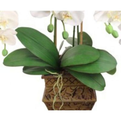 12-Pack: 21" Phalaenopsis Orchid Foliage Image 2