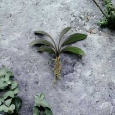 12-Pack: 21" Phalaenopsis Orchid Foliage Image 3