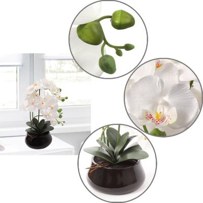 15" x 9" White Phalaenopsis Orchid - 12 Image 3