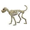 21" Buster Bonez Dog Skeleton Halloween Decoration Image 1
