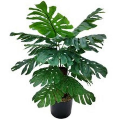24" Monstera Plant in Black Pot Image 1