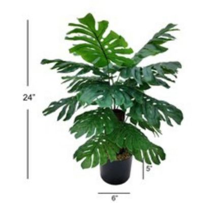 24" Monstera Plant in Black Pot Image 1