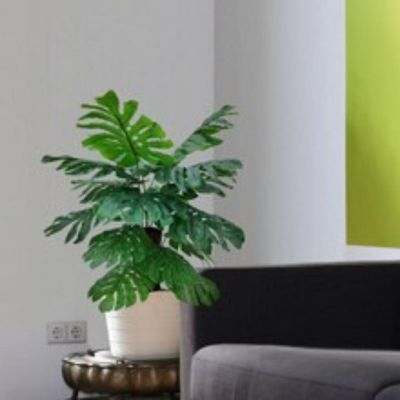 24" Monstera Plant in Black Pot Image 2
