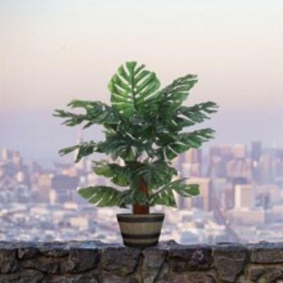 24" Monstera Plant in Black Pot Image 3