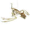 35 1/4" x 11 3/4" Pterosaur Skeleton Plastic Hanging Halloween Decoration Image 2