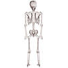 5 Ft. Skeleton Pose & Hold Halloween Decoration Image 1