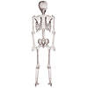 5 Ft. Skeleton Pose & Hold Plastic Halloween Decoration Image 1