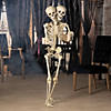 5 Ft. Two-Headed Life-Size Posable Skeleton Halloween Decoration Image 4