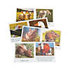 5" x 5" Animals on the Farm Educational Paper Readers - 20 Pc. Image 1