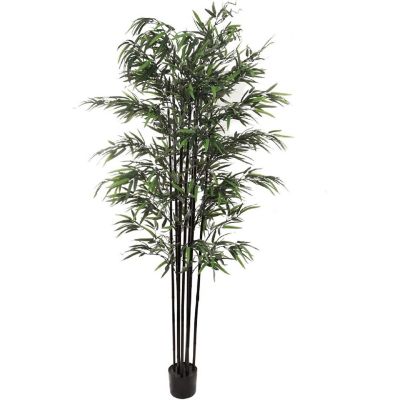 6ft Bamboo Tree in Black Pot Image 1