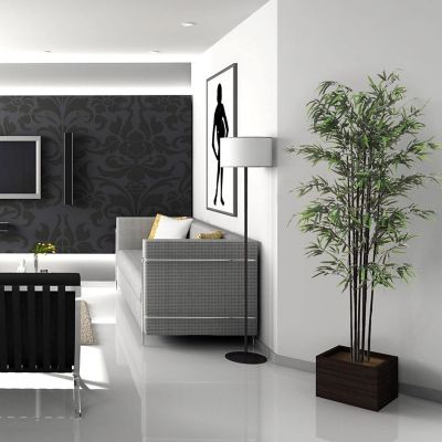 6ft Bamboo Tree in Black Pot Image 2