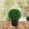 9.5" Artificial Boxwood Ball Topiary in Round Pot  Unlit Image 1