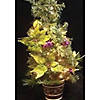 Allstate - 2.5' Pre-Lit Potted Lime Green Poinsettia Pine Slim Artificial Christmas Tree - Clear Lights Image 2
