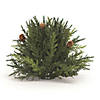 Arborvitae Half Orb 8.5"D Image 1