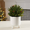 Arborvitae Half Orb 8.5"D Image 1