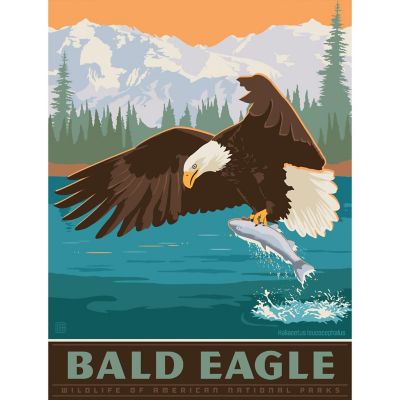 Bald Eagle 300 Piece Jigsaw Puzzle Image 2