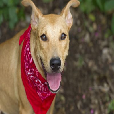 Balec 5-Pack Paisley Cotton Dog Scarf Triangle Bibs  - XL & Washable (Orange) Image 2