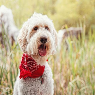 Balec 6 Pcs Plain Cotton Pets Dogs Bandana Triangle Shape  - Large Pets (Orange) Image 2