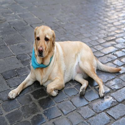 Balec Paisley Polyester Pets 6 Pack Dogs Bandana Triangle Shape  - Oversized (Blue) Image 2