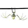 Bat Skeleton Image 1