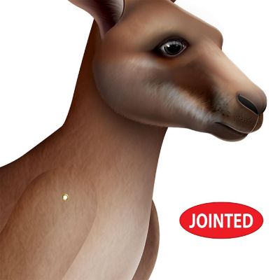 Beistle - 31&amp;#189;" x 30&amp;#190;" Jointed Kangaroo - 12 Pack Image 3