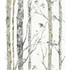 Birch Trees Peel And Stick Wallpaper Image 1