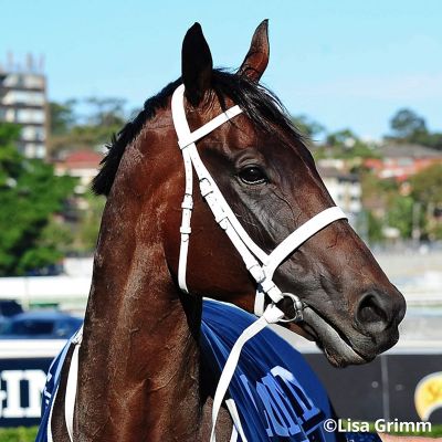 Breyer Traditional 1:9 Scale Model Horse  Winx Australian Racehorse Image 2