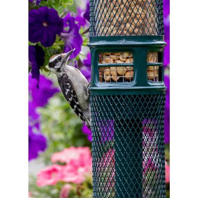 Brome Squirrel Buster Squirrel-Proof Bird Feeder for Nuts Image 1