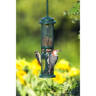 Brome Squirrel Buster Squirrel-Proof Bird Feeder for Nuts Image 2