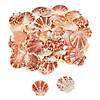 Bulk 120 Pc. Pecten Macarensis Sea Shells Image 1