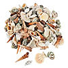 Bulk 540 Pc. 10 Lb. Decorative Sea Shell Assortment Image 1