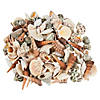 Bulk 540 Pc. 10 Lb. Decorative Sea Shell Assortment Image 1