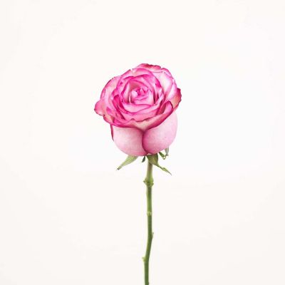 Bulk Flowers Fresh Bicolor White and Pink Roses Image 1