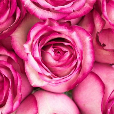 Bulk Flowers Fresh Bicolor White and Pink Roses Image 3