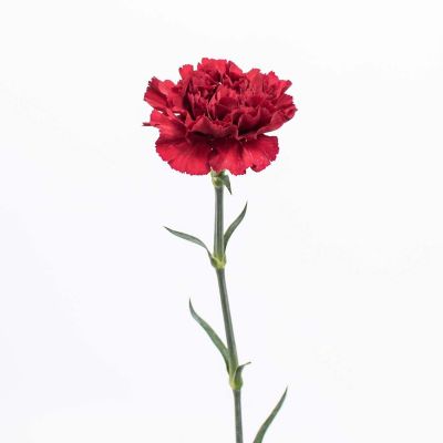 Bulk Flowers Fresh Burgundy Carnations Image 1