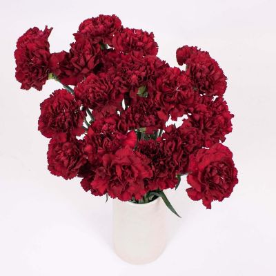 Bulk Flowers Fresh Burgundy Carnations Image 1