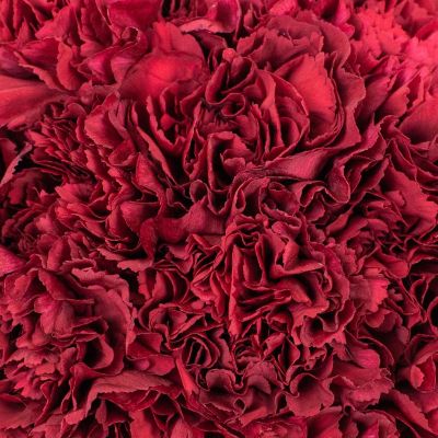 Bulk Flowers Fresh Burgundy Carnations Image 2