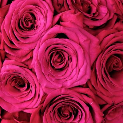 Bulk Flowers Fresh Dark Pink Roses Image 3