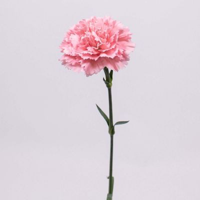 Bulk Flowers Fresh Pink Carnations Image 1