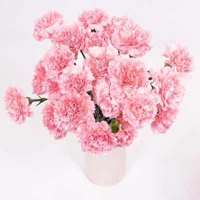Bulk Flowers Fresh Pink Carnations Image 2