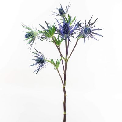 Bulk Flowers Fresh Thistle Blue Flowers Image 1
